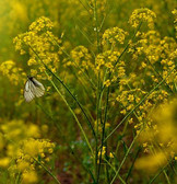 Flora i Fauna