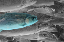 Badanie wody ze stawów