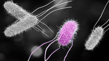 Salmonella 24h